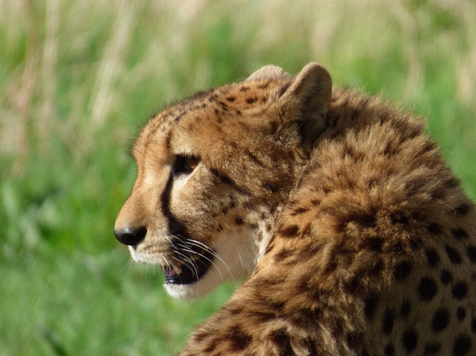 Tierwelt katzenartig säugetier fauna