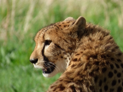 Photo Faune félin mammifère fauna