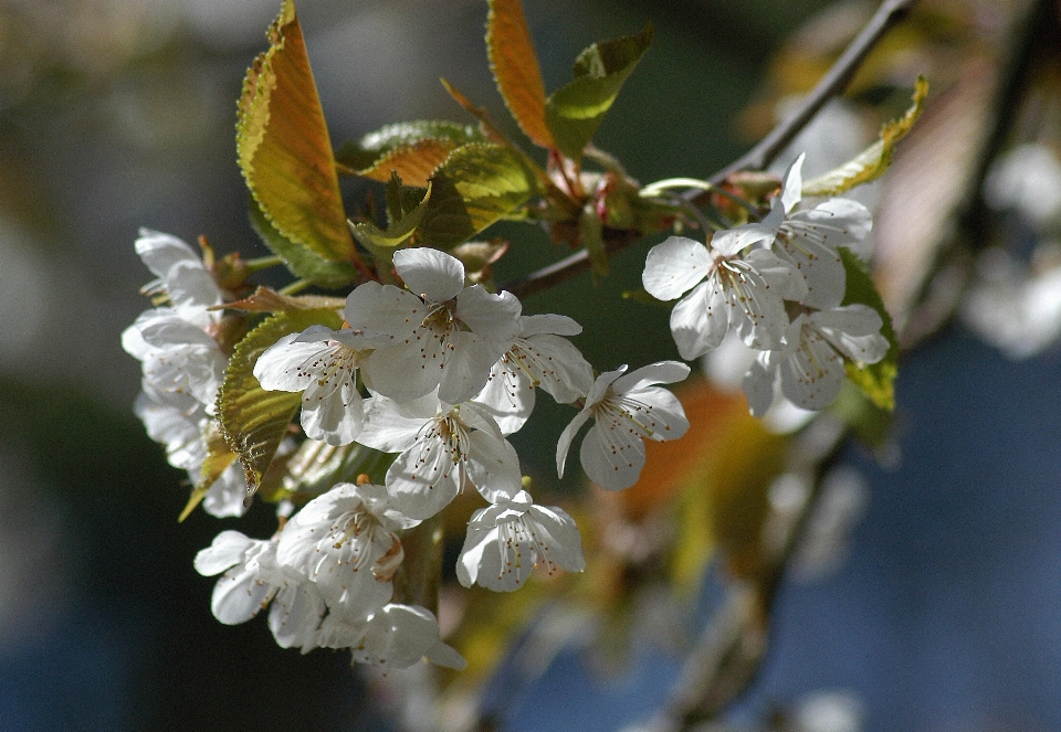 Apple paesaggio albero natura