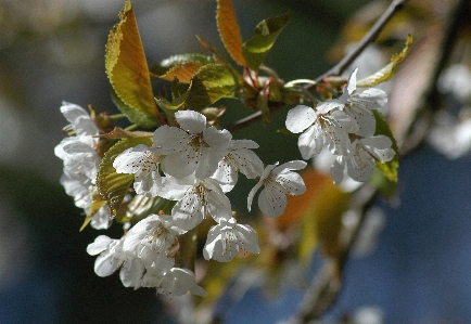 Apple landscape tree nature Photo