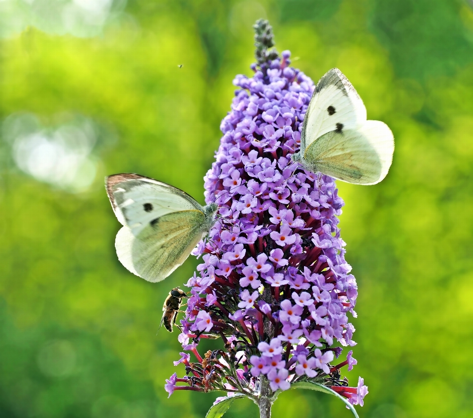 Natur zweig anlage wiese
