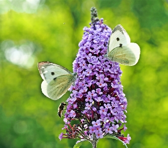 Foto Natureza filial plantar prado
