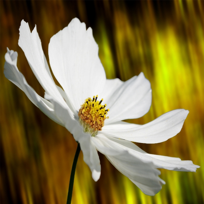 Nature fleurir usine blanc