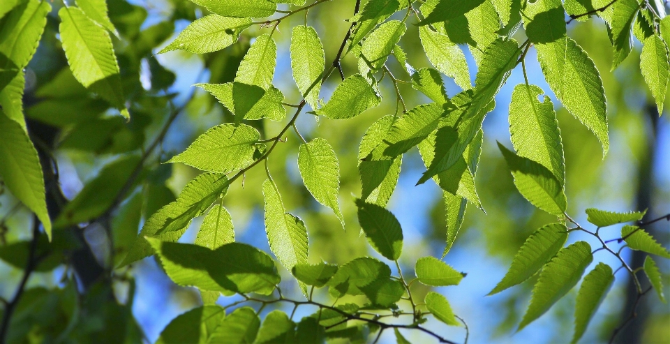 Baum zweig licht anlage