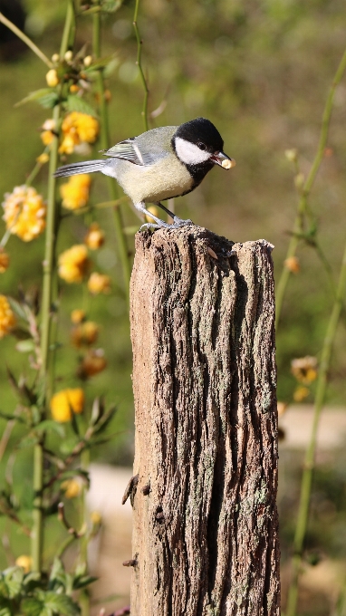 Drzewo natura oddział ptak