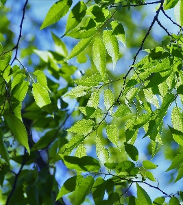 Tree branch light plant Photo