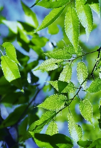 Tree branch light plant Photo