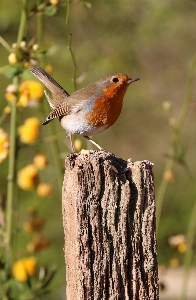 Foto Naturaleza rama pájaro correo
