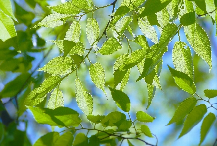 Tree branch light plant Photo