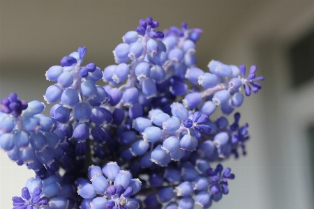 自然 花 植物 紫 写真