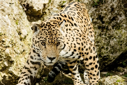 Foto Margasatwa kebun binatang kucing mamalia