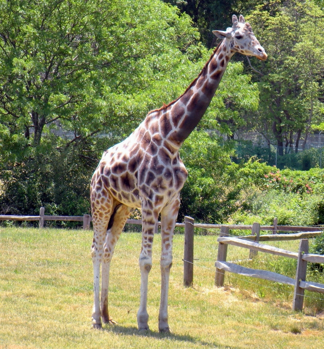 自然 動物 野生動物 野生