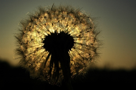 自然 花 ライト 植物 写真