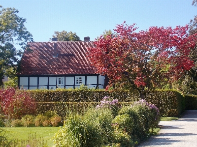 Tree plant farm lawn Photo