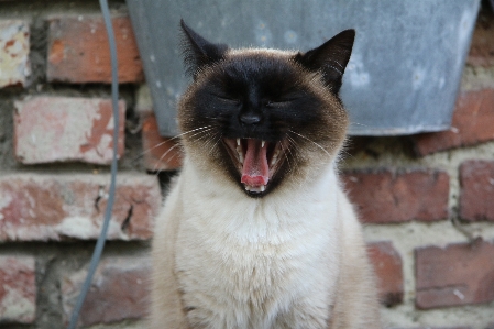 애완 동물 고양이 포유 하품 사진