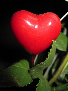 Plant flower petal love Photo