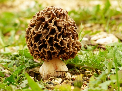 Tree flower mushroom flora Photo