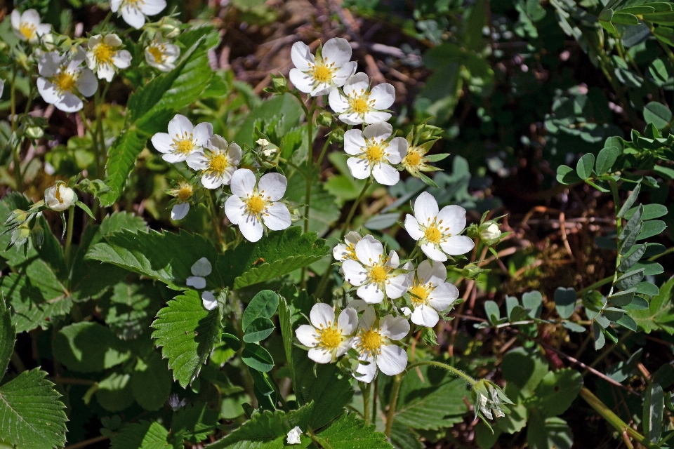 Natura fiore pianta primavera