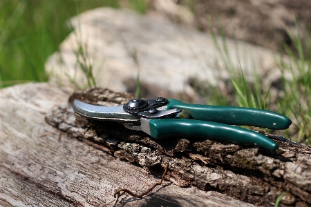 Green amphibian garden jewellery Photo