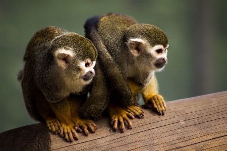 Foto Pohon alam cabang manis