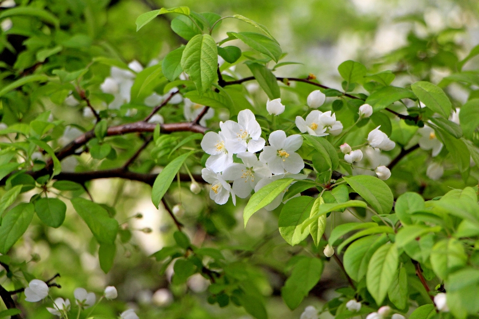 пейзаж дерево природа лес