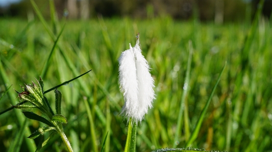 自然 草 植物 分野 写真