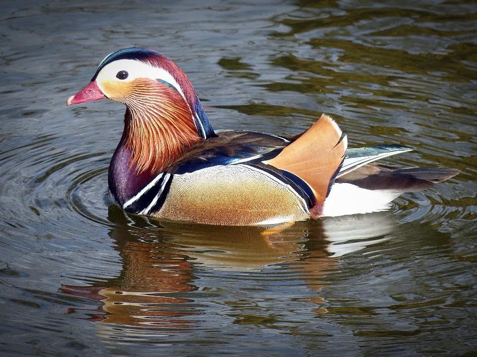 Water bird wing male