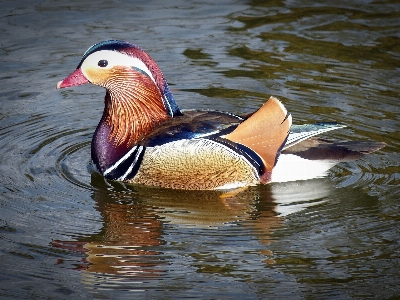 Water bird wing male Photo