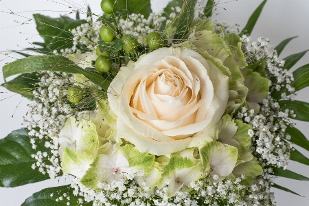 Plant white flower bouquet Photo