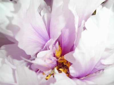 Nature blossom plant white Photo