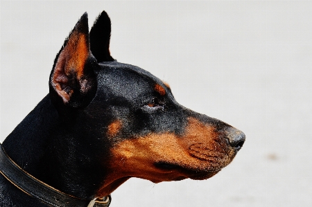 Foto Alam anjing satwa peliharaan