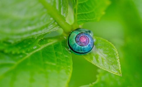 Water nature plant photography Photo