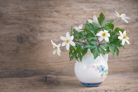 Blossom plant white flower Photo