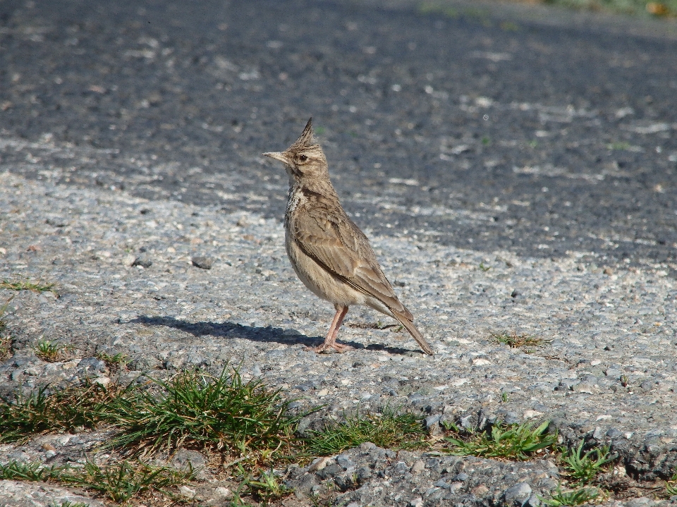 Nature bird animal wildlife