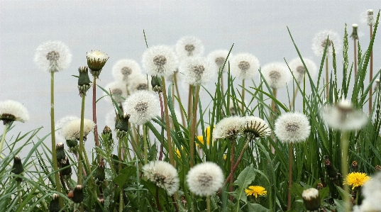 Nature grass plant field Photo