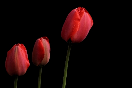 Plant flower petal tulip Photo