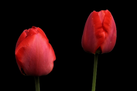 Plant flower petal tulip Photo