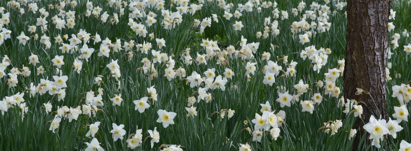 Natur anlage feld wiese
 Foto