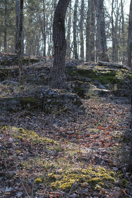 árvore floresta região selvagem
 plantar