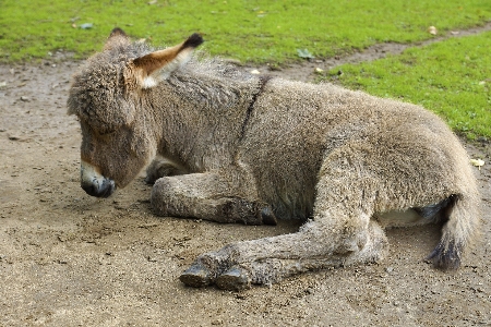 Wildlife zoo mammal fauna Photo