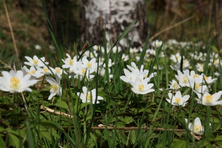 Plant meadow flower spring Photo