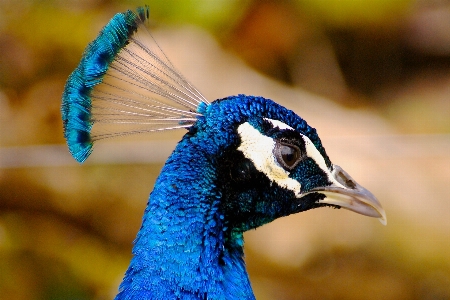 Natur vogel flügel tier Foto