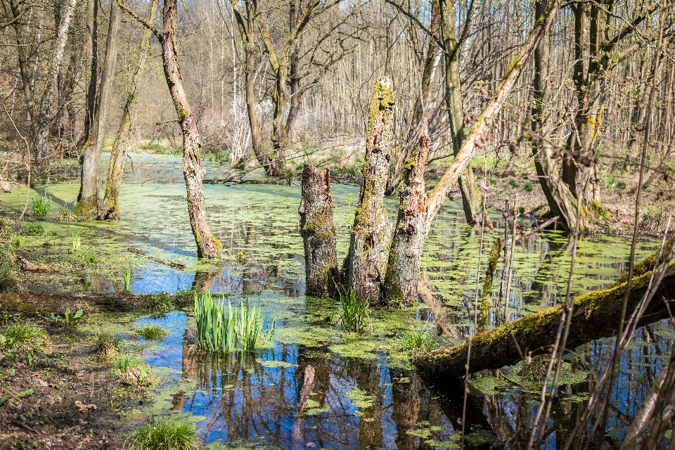 Baum wasser natur wald