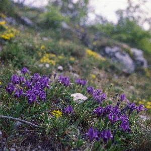 Nature grass blossom mountain Photo