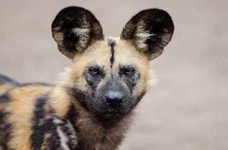 Foto Anak anjing margasatwa afrika