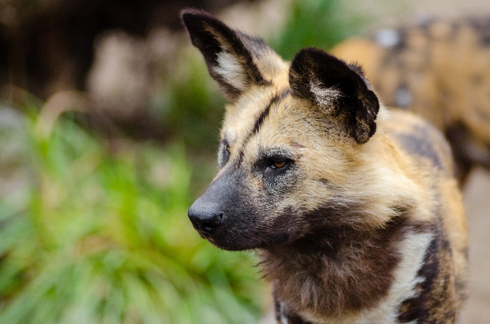 Cachorro fauna silvestre África mamífero