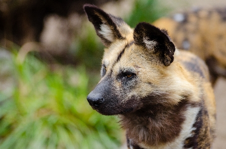 子犬 野生動物 アフリカ 哺乳類 写真