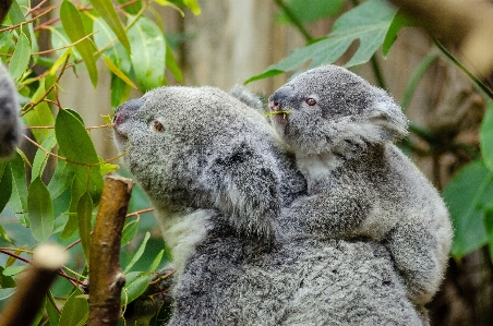 Landscape nature branch animal Photo