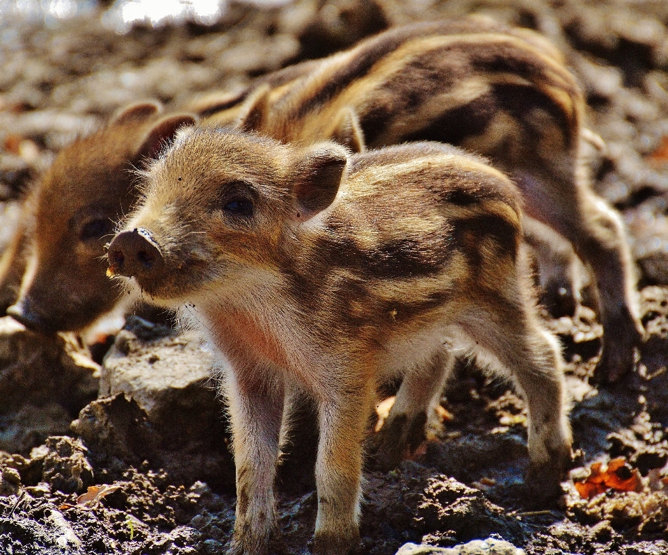 甘い かわいい 野生動物 小さい