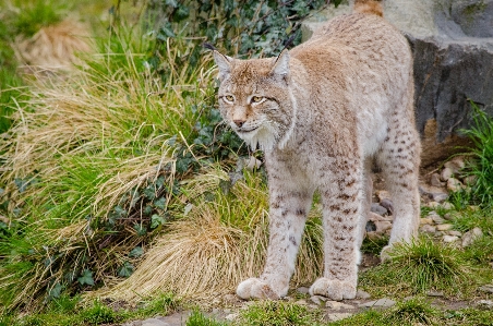 野生動物 動物園 ネコ科の 哺乳類 写真